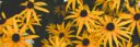 Close-up of hands holding vibrant yellow daisies, showcasing natural beauty and floral pattern.